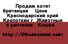 Продам котят британцев  › Цена ­ 1 500 - Краснодарский край, Кропоткин г. Животные и растения » Кошки   